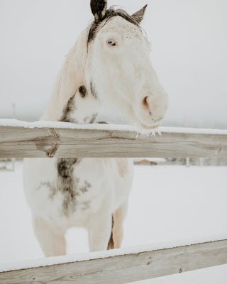 Winter Horse No. 2