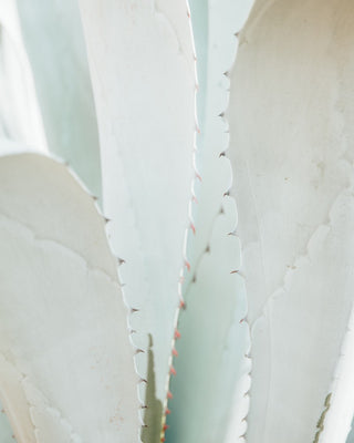 Botanical No. 5