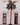 Lone Palm in Charleston
