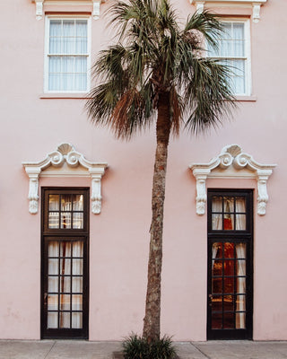 Lone Palm in Charleston