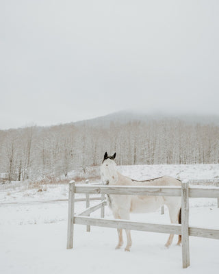 Winter Horse No. 3