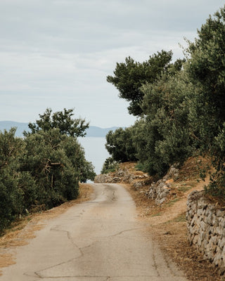 Croatian Olive Trees