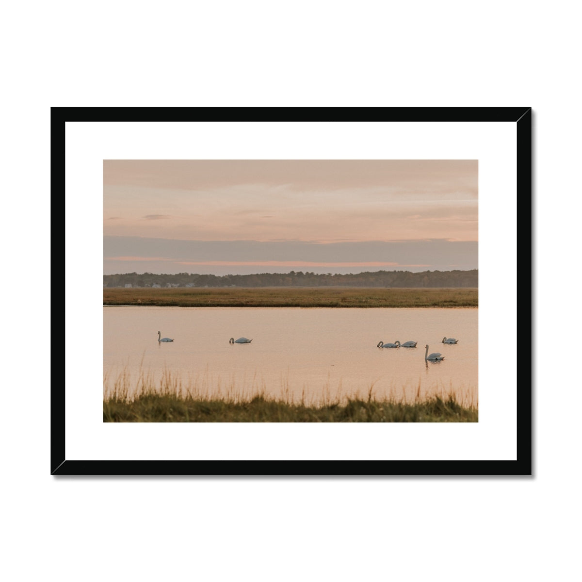 Swans at Sunset on Parker River Framed & Mounted Print