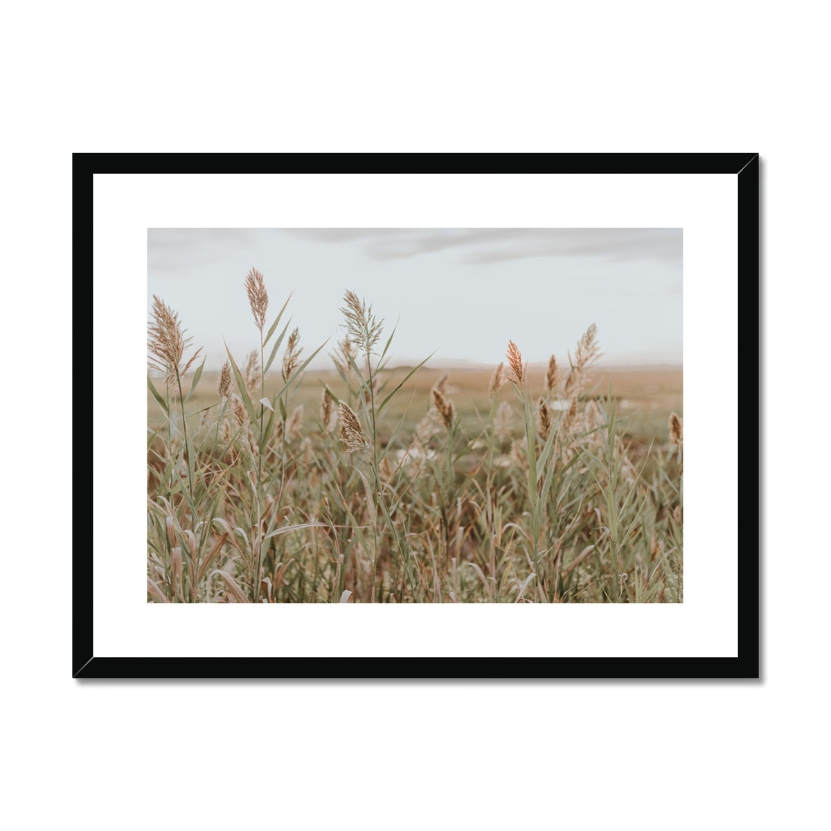 Tall Grasses on Plum Island Framed & Mounted Print